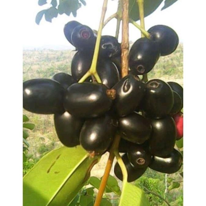 bibit tanaman buah juwet hitam pohon di dalam pot tabulampot MANTEP