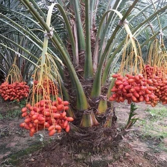 FRES Bibit Kurma H1 Thailand Buah Merah SEGAR TOB