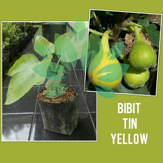 Bibit Tanaman Buah Tin Yellow-Bibit Buah Tin Kuning-Bibit Tin Super MANTEP