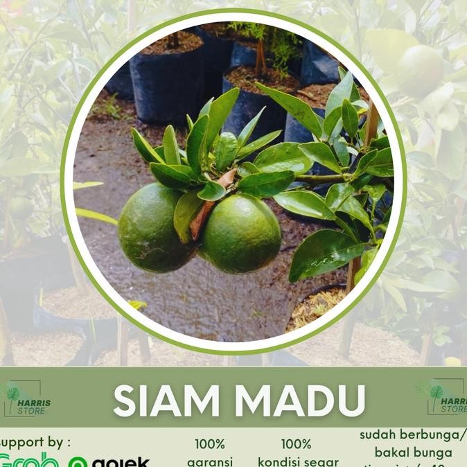 

Bibit Tanaman Buah Jeruk Siam Pontianak Bergaransi MANTEP