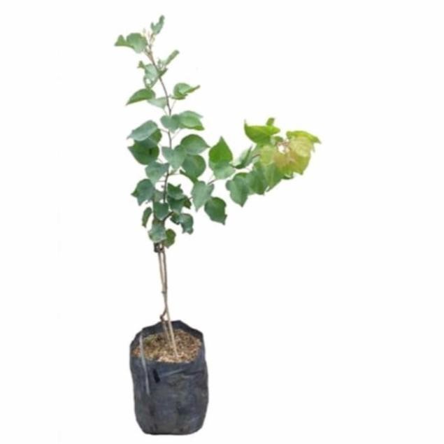 BEST bibit tanaman buah aprikot at prunus armeniaca MANTEP