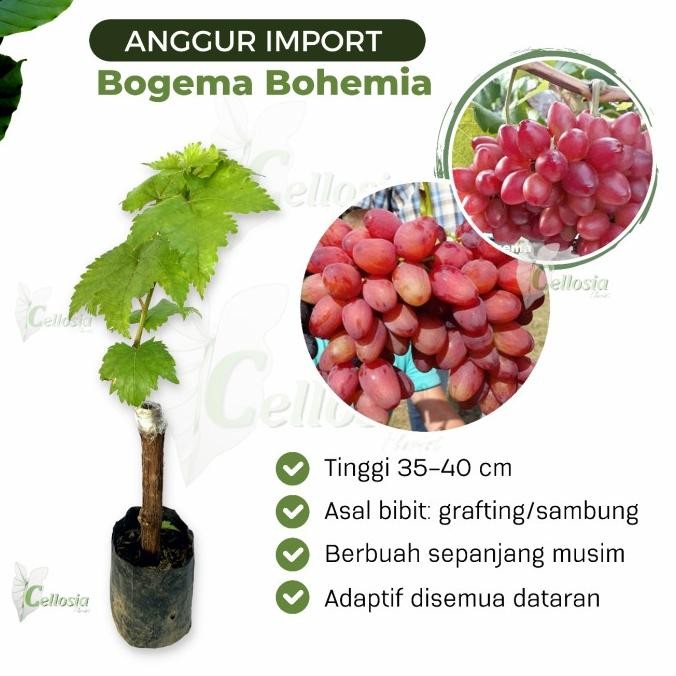 

Bibit Tanaman Buah Anggur Import Bogema / Bohemia Grafting MANTEP