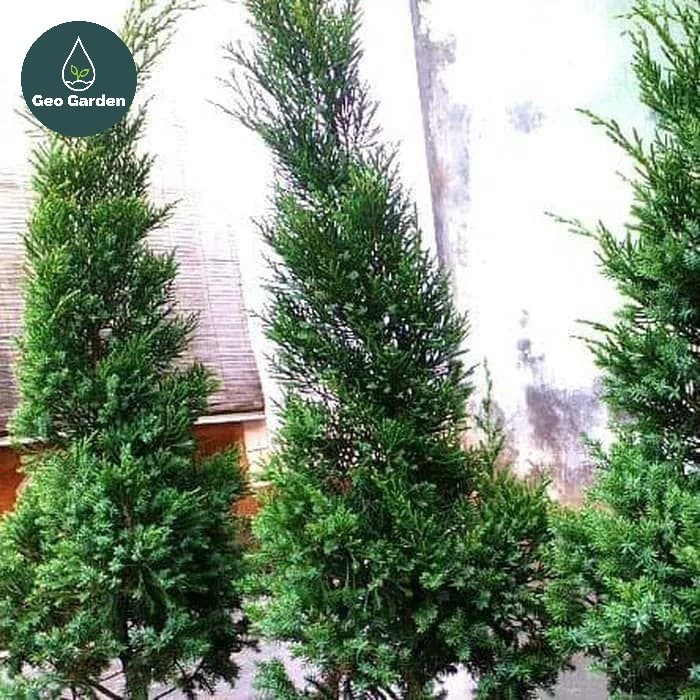 BIBIT POHON CEMARA LILIN TINGGI 1 METER- POHON NATAL -