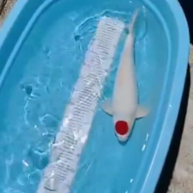 ikan hias koi tancho import size 20cm