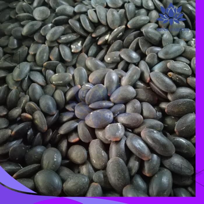 

BIJI KEDAWUNG 1KG / BIJI KEDAUNG KERING KUALITAS BAGUS PRODUK TERBAIK