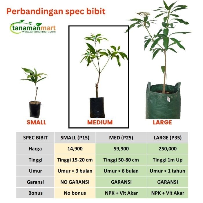 Bibit Mangga Irwin Asli Bergaransi, Pohon Mangga Valid Cangkok -Gratisongkir