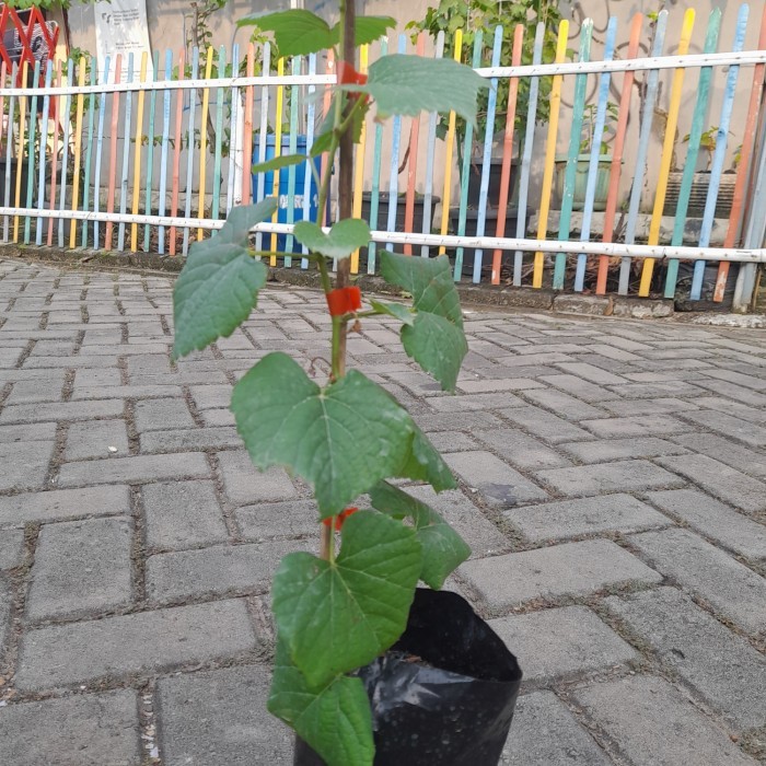 Bibit Rootstock Anggur Import Couderc 1613 -Gratisongkir