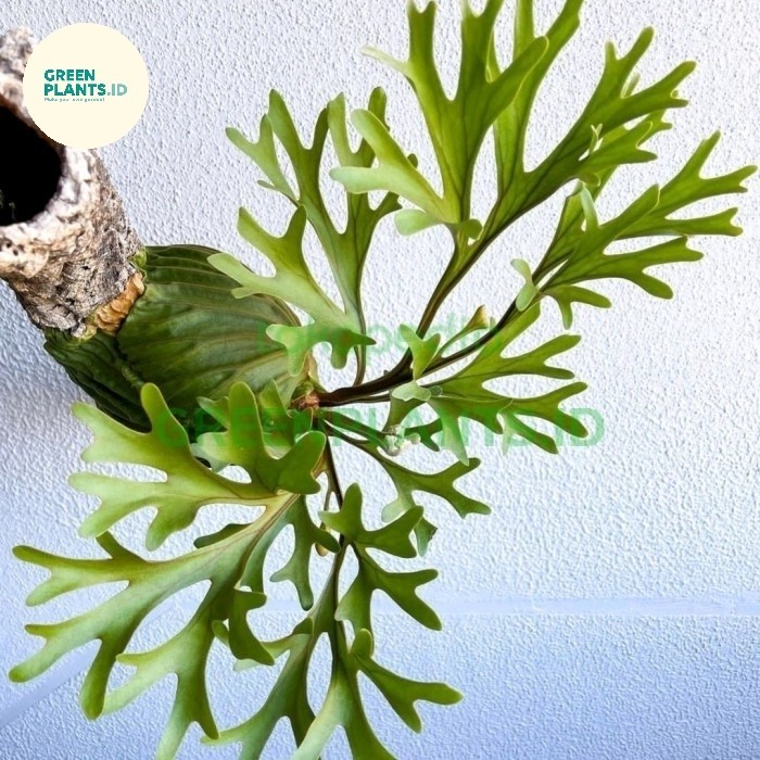 Platycerium Ridleyi Size M -Gratisongkir