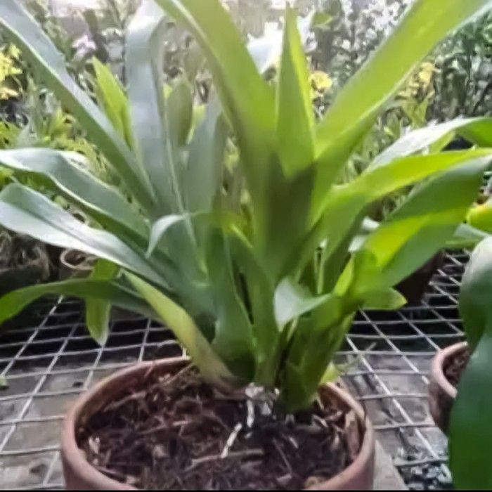 Anggrek Grammatophyllum Martae Dewasa -Gratisongkir