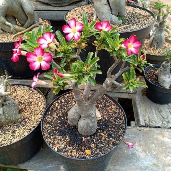 Tanaman Hias Bonsai Adenium/Kamboja Adenium/Bonsai -Gratisongkir