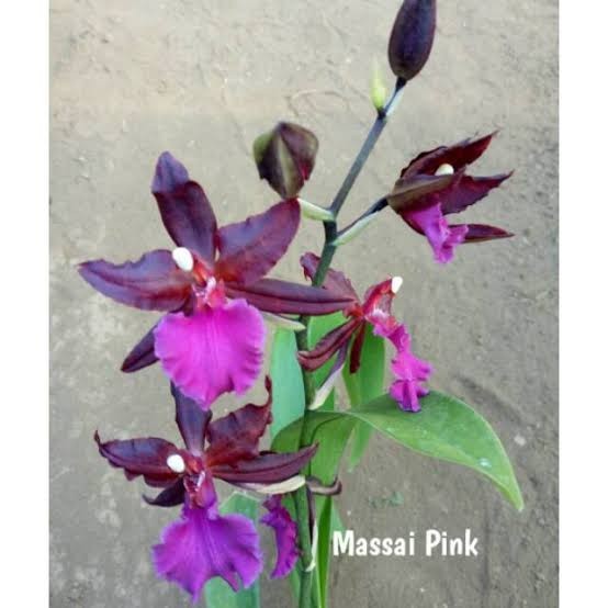 Anggrek Oncidium Colmanara Massai Pink -Gratisongkir