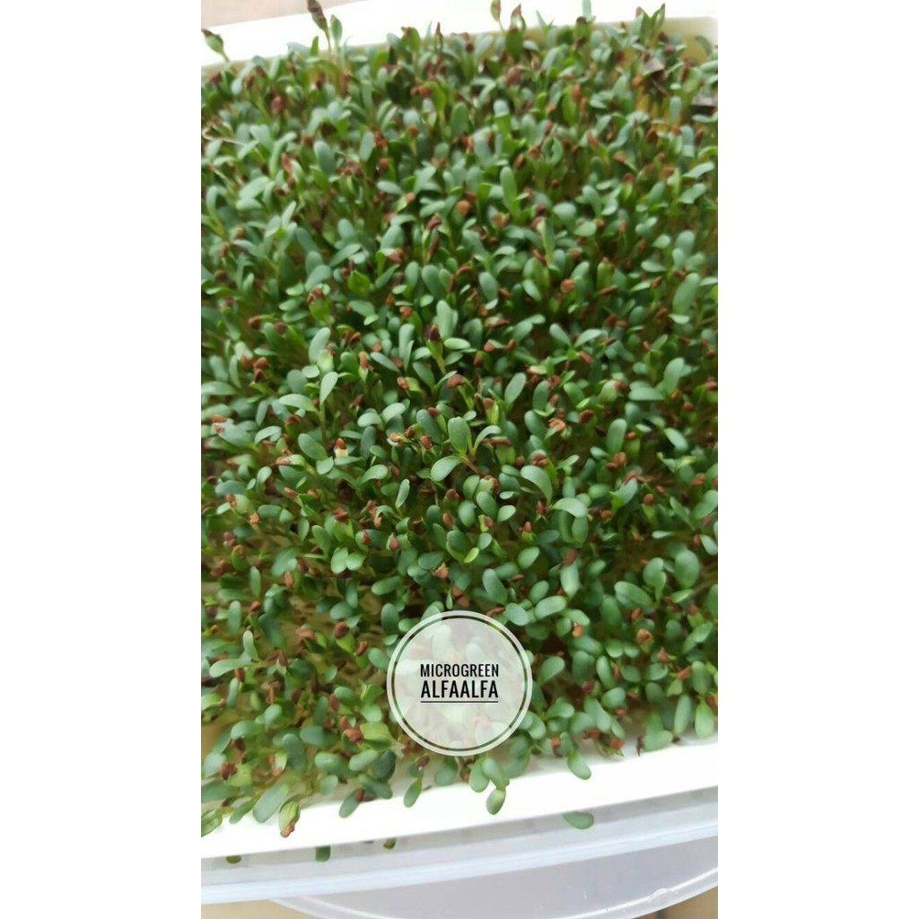 Starter Kit Microgreens -Gratisongkir