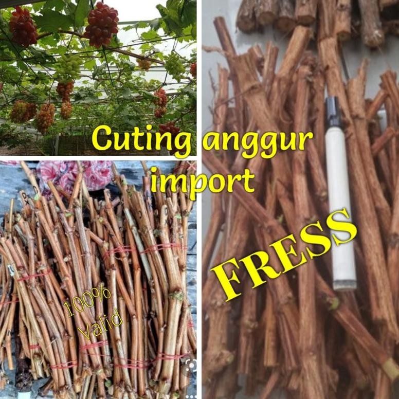 Cutting  Anggur impor fresh langsung semai