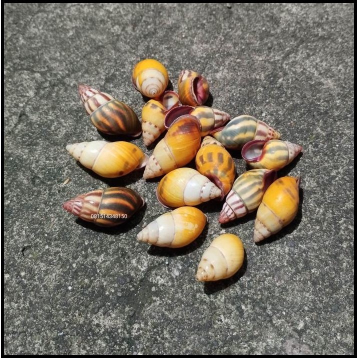 

GRATIS ONGKIR KERANG / KEONG BUTOTI POHON DARAT