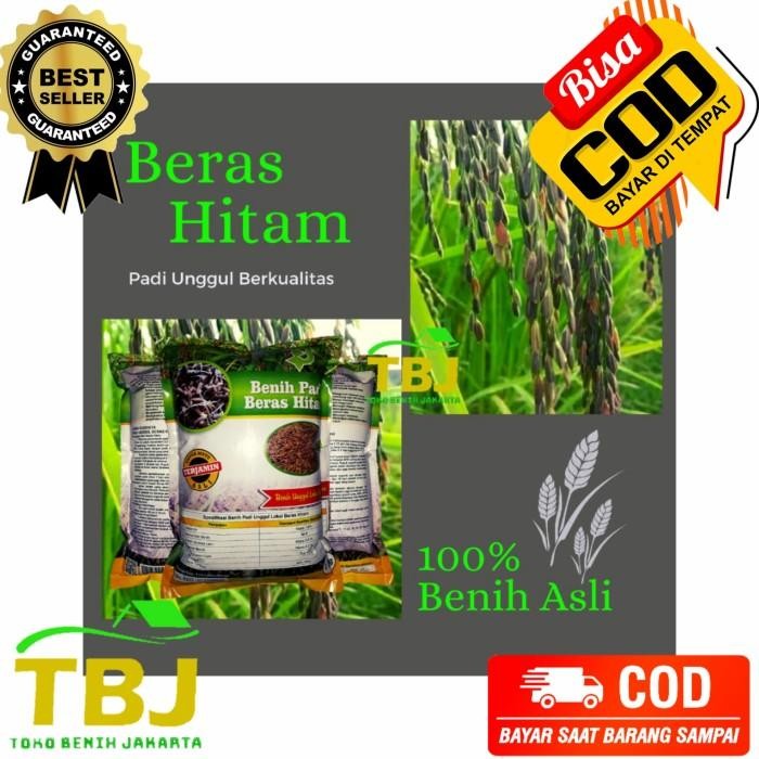

Padi Hitam / Benih Padi Beras Hitam Original Berkualitas