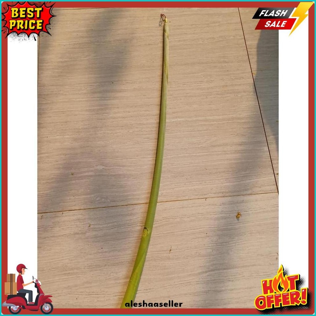 

Pucuk Daun Pisang Batu Muda / Pucuk Pohon Pisang Batu (6.6)