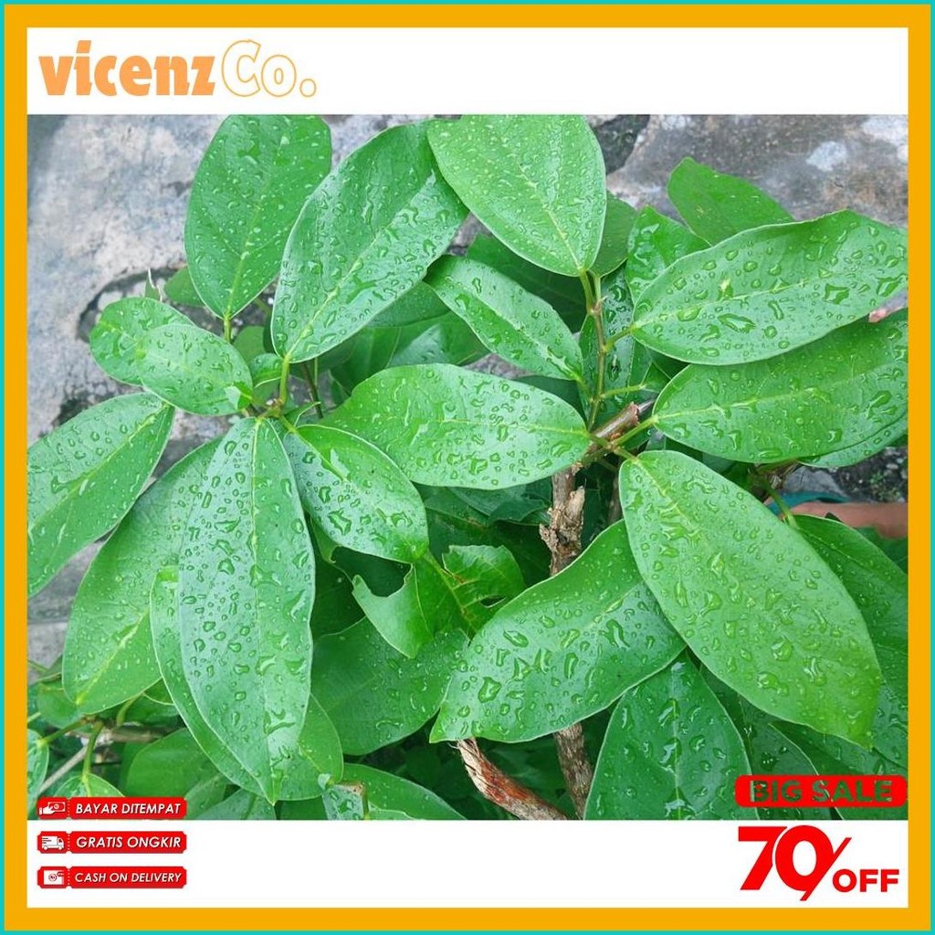 

1Kg Daun Cincau Hijau / Daun Cincau Perdu (6.6)