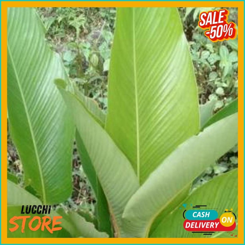 

Daun Lipung Daun Patat Daun Pembungkus Lontong (Order Sebelum Ketinggalan)