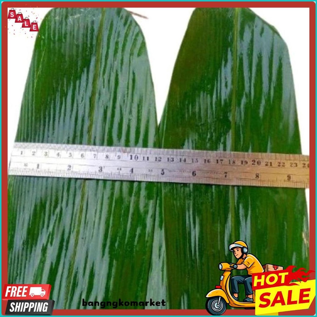 

50Pcs Daun Bambu Bacang 10Cm - 12Cm Big Bamboo Fresh (Murmer)