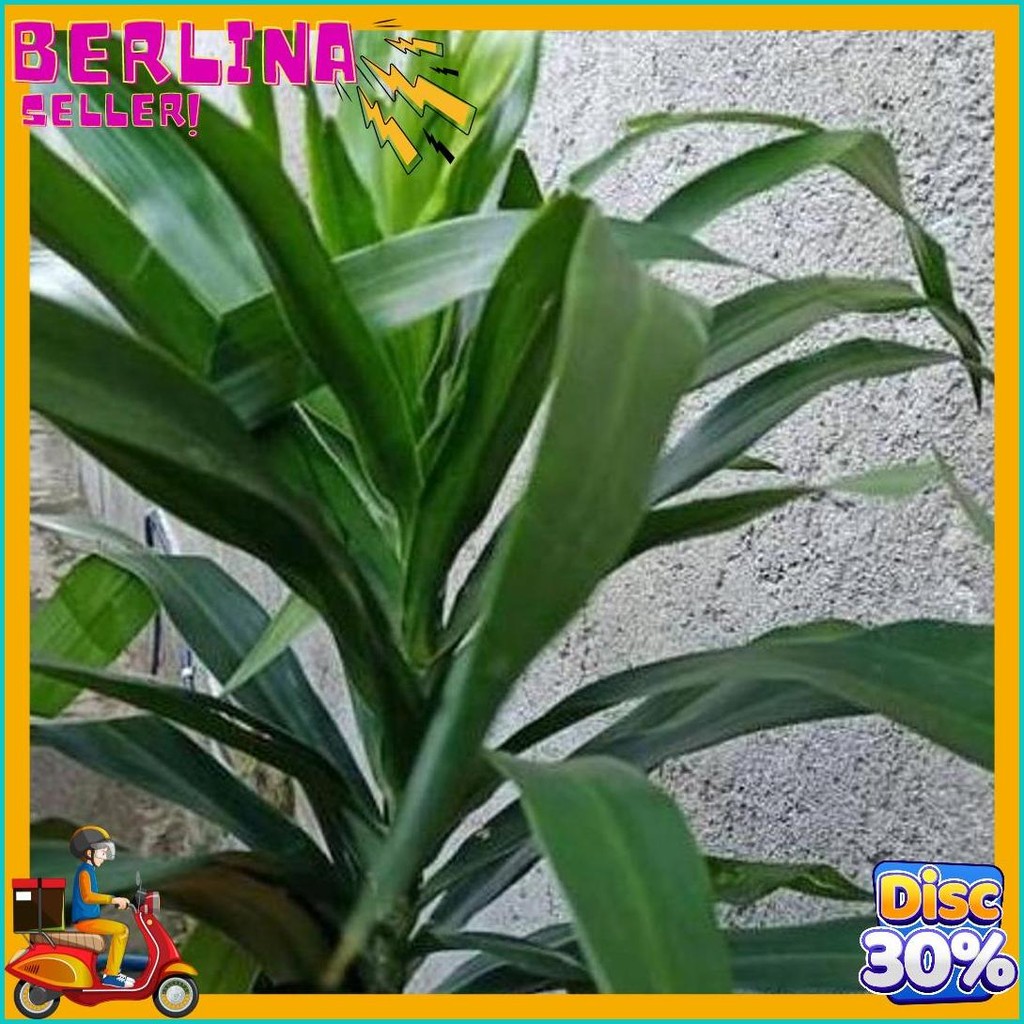 

Daun Suji(10Lembar) (Lagi Rame)