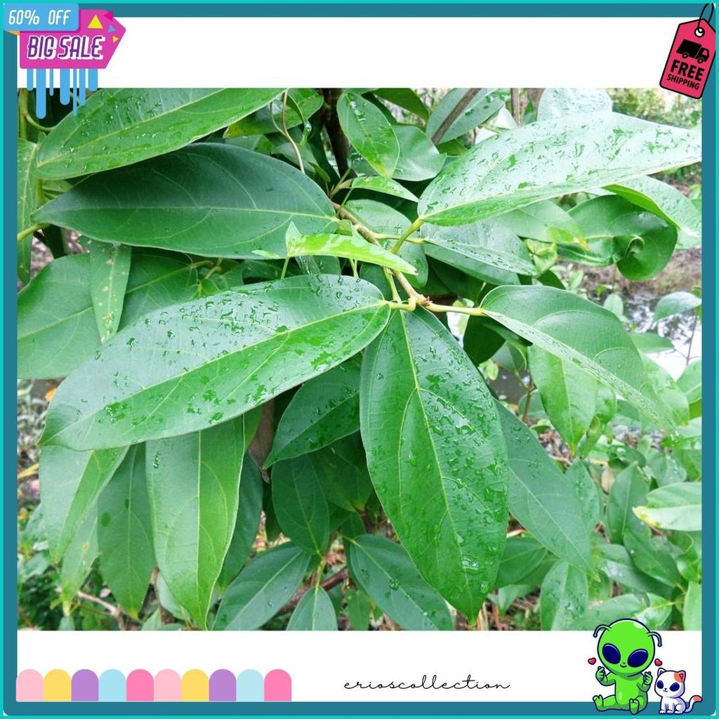 

1Kg Daun Cincau Hijau / Daun Cincau Perdu (Order Sebelum Ketinggalan)