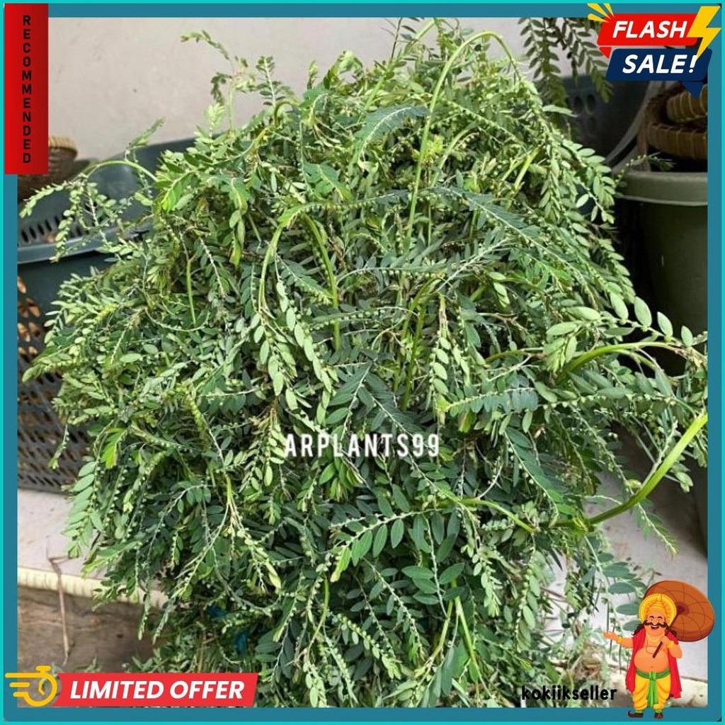 

Daun Meniran Segar 500 Gram (Lagi Diskon)