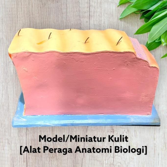 

Model Anatomi Struktur Kulit Manusia - Alat Peraga Biologi