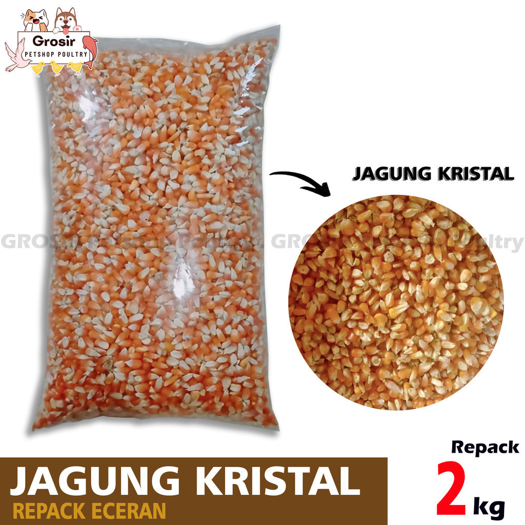 JAGUNG KRISTAL MERPATI 2kg JAGUNG BURUNG DARA JAGUNG BURUNG MERPATI