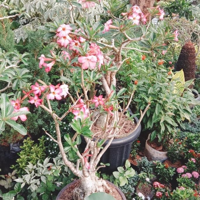 tanaman hias bunga/pohon bonsai kamboja jepang