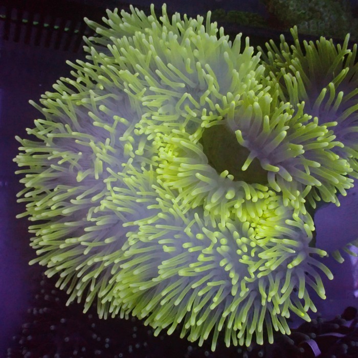 BEBAS ONGKIR - Anemon Clown XL Kuning WYSIWYG