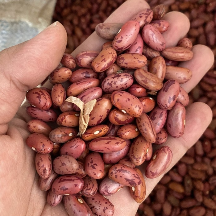 

BERGARANSI Kacang merah kering batik (Kacang Es) Brenebon