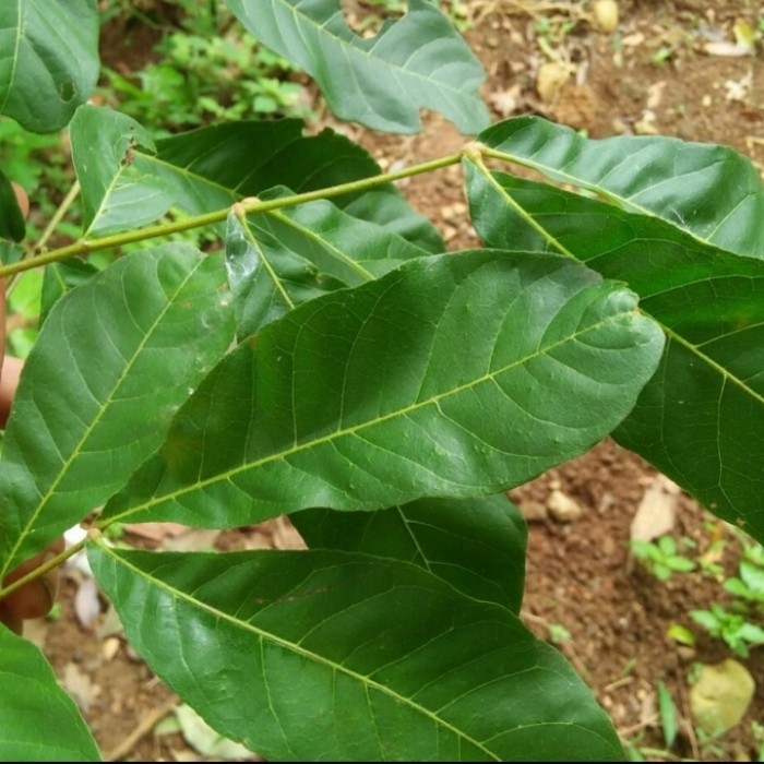 

TERBARU Daun kesambi/kosambi 1 kg