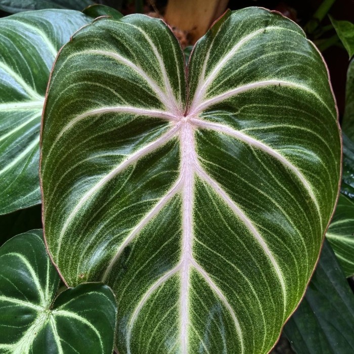 philodendron gloriosum white vein ( rilpikc)