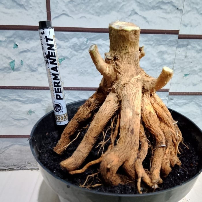 bahan bonsai sancang prokar