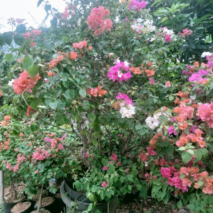 bonsai Bougenville 4 warna size jumbo