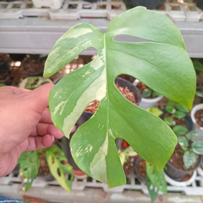 Monstera Tetrasperma Variegata Philodendron Ekonomis