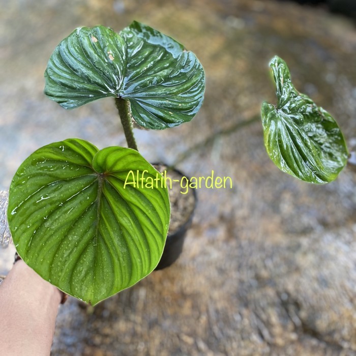 Philodendron plowmanii round form