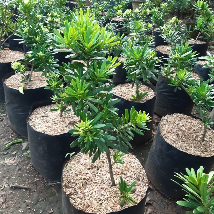 Tanaman hias bibit bonsai lohansung cincuan