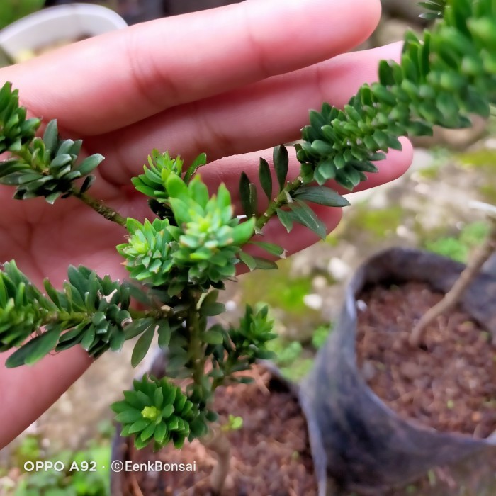 Lohansung Air Brush/ Lohansung Mikro/ Lohansung Biji Beras