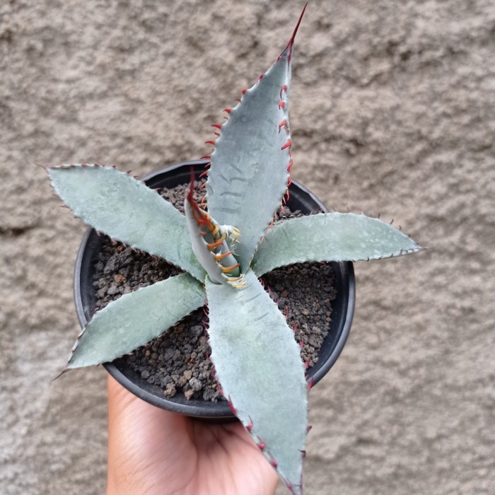 agave palmeri katsugen