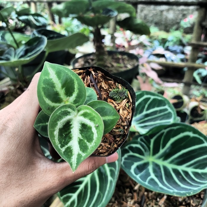 anthurium dorayaki mangkok baby