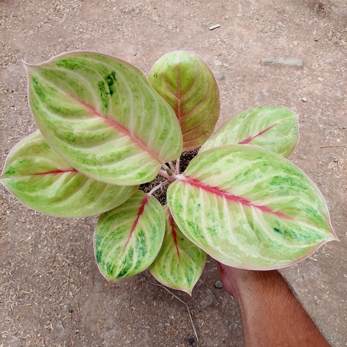 Aglonema Mekarsari