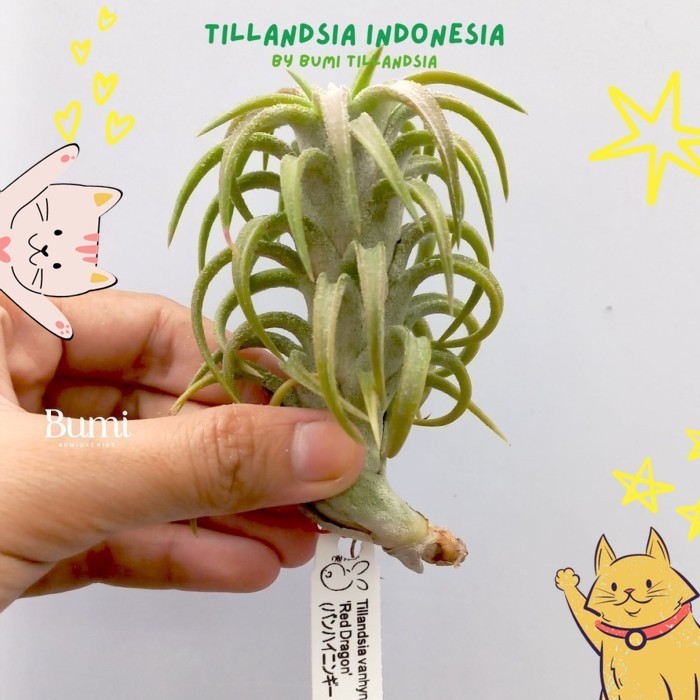 Tillandsia ionantha var. vanhyningii 'Red Dragon - Air Plants