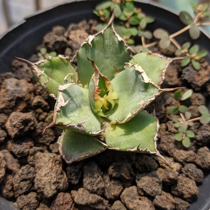 Agave Titanota Fo 76 Mini - Tanaman Hias / Kaktus Sukulen / Full Sun