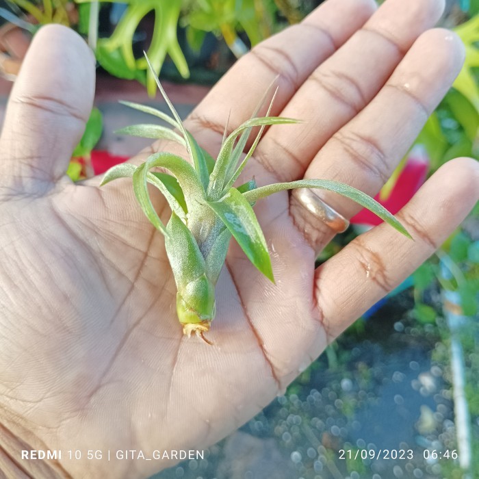 tillandsia eric knobloch size s