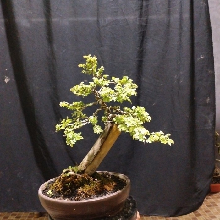 bonsai ulmus varigata bahan