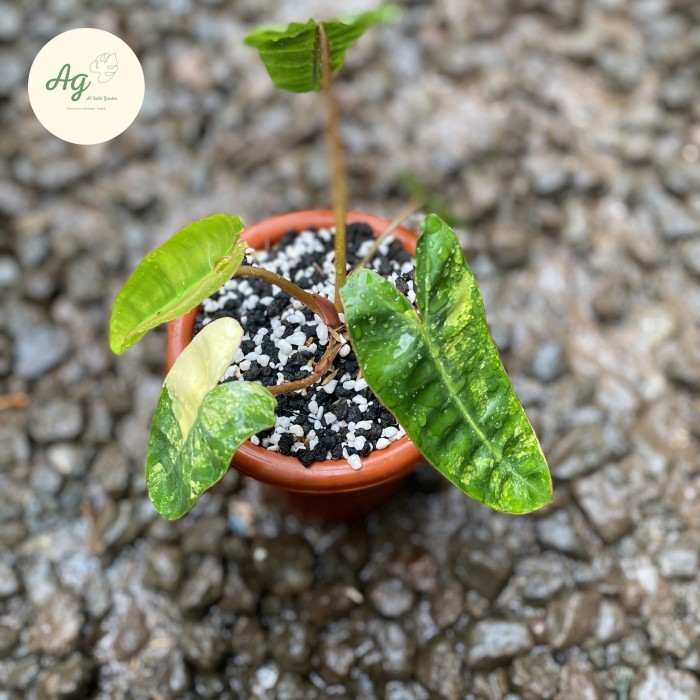 philodendron billietiae varigata