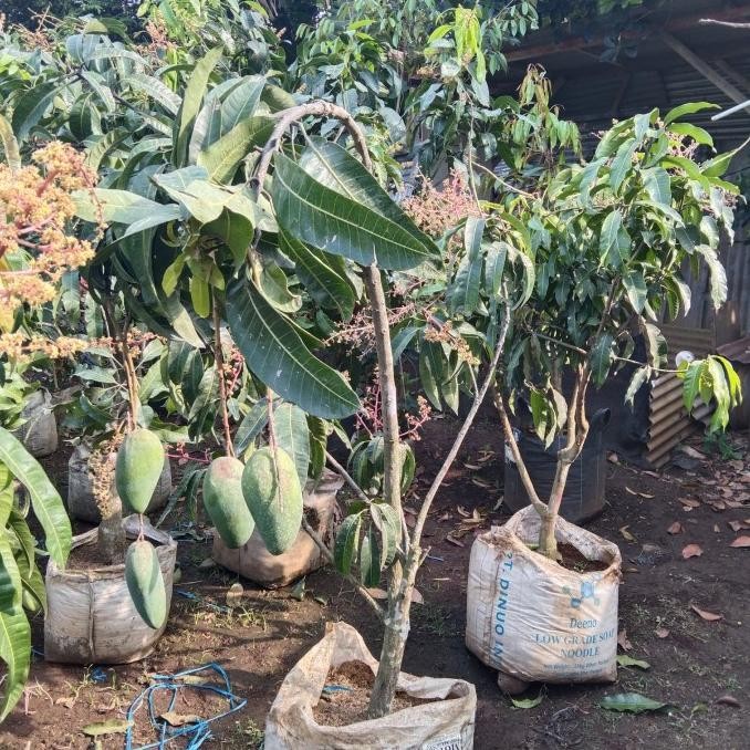 pohon mangga kiojay sudah berbuah & full kembang KT7