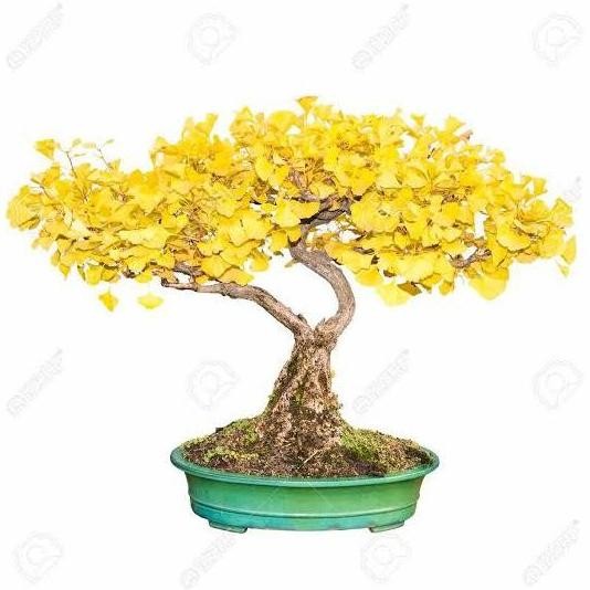 Bibit Tanaman Pohon Tanaman Ginkgo Biloba/Gingko