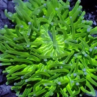 CORAL ANEMON PIRING HIJAU